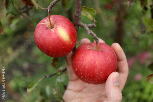 Woman hand picks ripe red juicy apple from tree, harvest concept, home garden