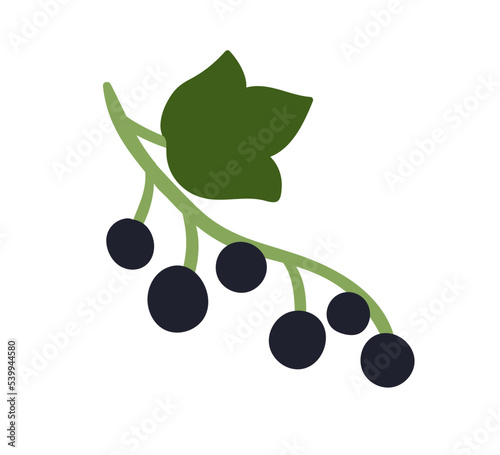 Black berries of currant growing on branch. Fresh ripe currants on twig with ...