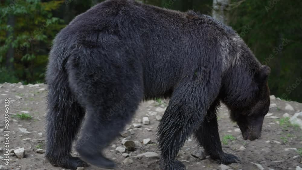 Big brown bear in the Carpathian mountains during dawn on a autumn day. West Ukraine Big brown bear in the Carpathian mountains during dawn on a autumn day. West Ukraine