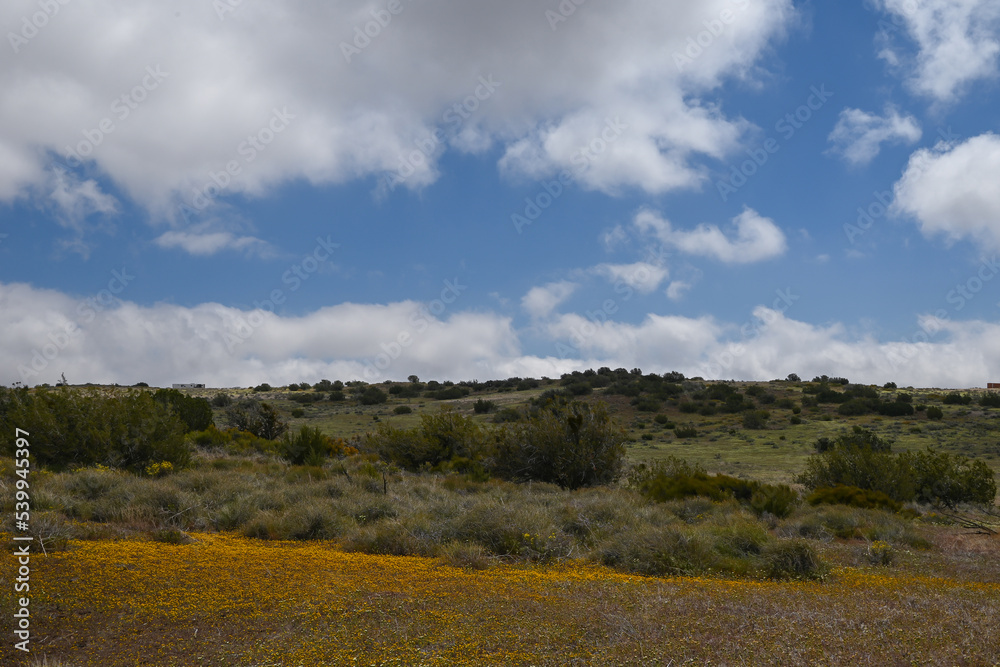 Spring Flowers at Tomo-Kahni State Historic Park, Kern County