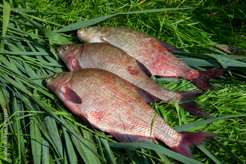 Pile of big freshwater common bream fish on green reed..