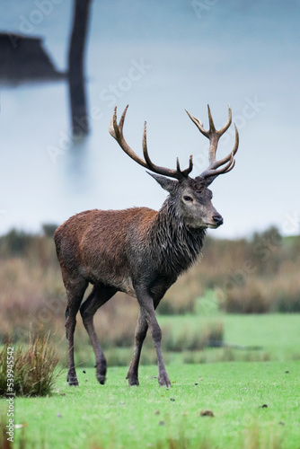 Cerf élaphe 