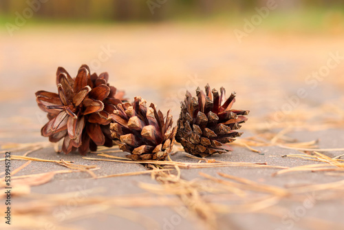 dried pine cones with needles on a warm background