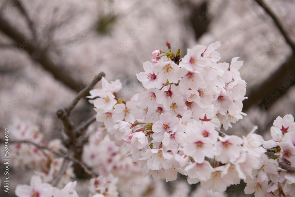 山田池公園の桜