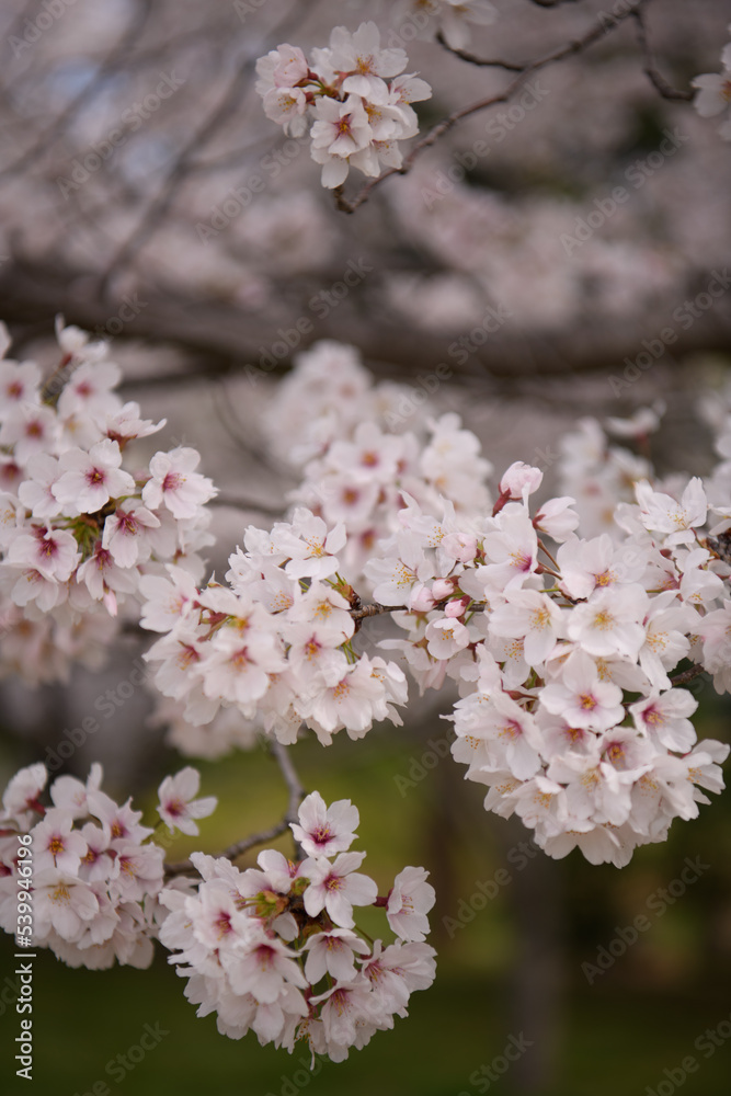 山田池公園の桜 山田池公園の桜