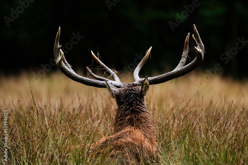 Cerf vue de dos