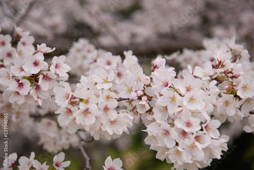 山田池公園の桜