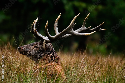 Cerf vue de dos et profil