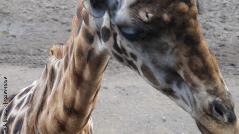 Somali Giraffe Eating In A Zoo In Amersfoort, Netherlands - close up Somali Giraffe Eating In A Zoo In Amersfoort, Netherlands - close up