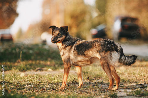 cute dog mongrel outdoors autumn location