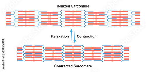 Scientific Designing of Contraction and Relaxation of Muscular Sarcomere. Muscle Contraction and Muscle Relaxation Colorful Symbols. Vector Illustration. photo