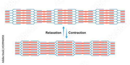 Scientific Designing of Contraction and Relaxation of Muscular Sarcomere. Muscle Contraction and Muscle Relaxation Colorful Symbols. Vector Illustration. photo