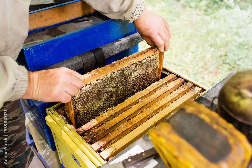 Closeup portrait of beekeeper holding a honeycomb full of bees. Beekeeper in protective workwear inspecting honeycomb frame at apiary. Beekeeping concept. Beekeeper harvesting honey Closeup portrait of beekeeper holding a honeycomb full of bees. Beekeeper in protective workwear inspecting honeycomb frame at apiary. Beekeeping concept. Beekeeper harvesting honey