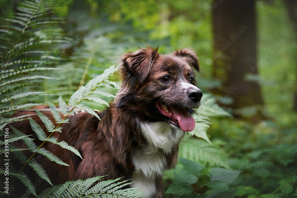 Dog in fern leaves, close-up