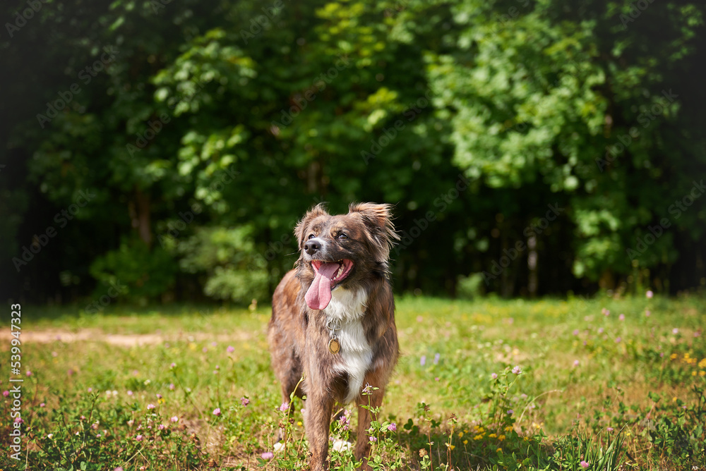 Dog metis tricolor runs on the lawn, catching dogs Dog metis tricolor runs on the lawn, catching dogs