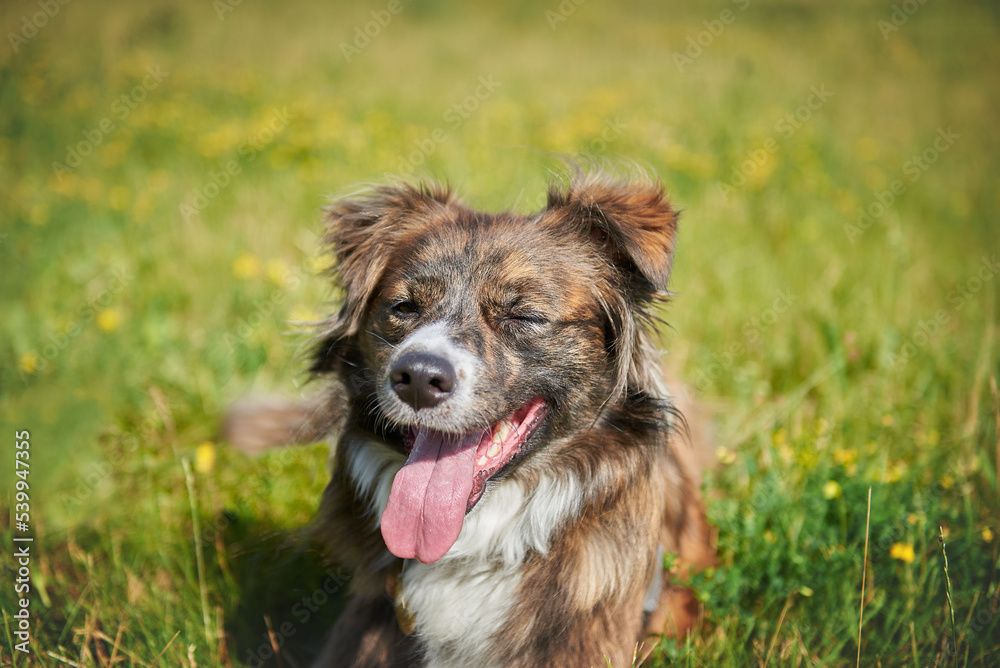 portrait of a dog without breed, mestizo dog