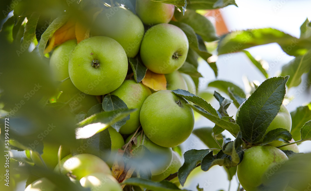 Ripe apples on a tree in a garden. Organic apples hanging from a tree branch in an apple orchard Ripe apples on a tree in a garden. Organic apples hanging from a tree branch in an apple orchard