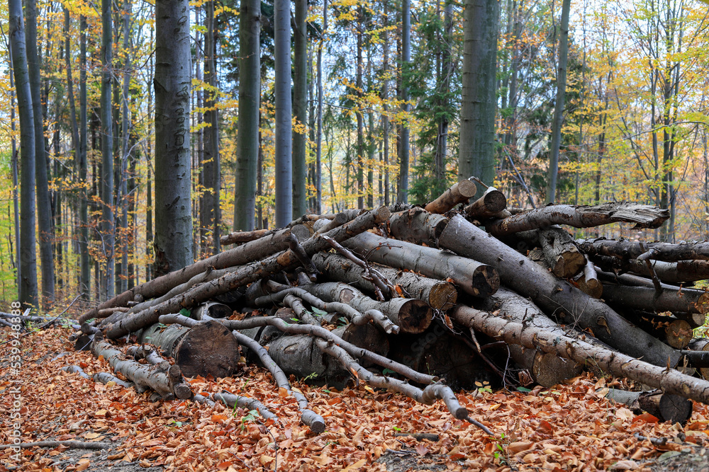 Tree trunks cut in the forest. Tree trunks cut in the forest.