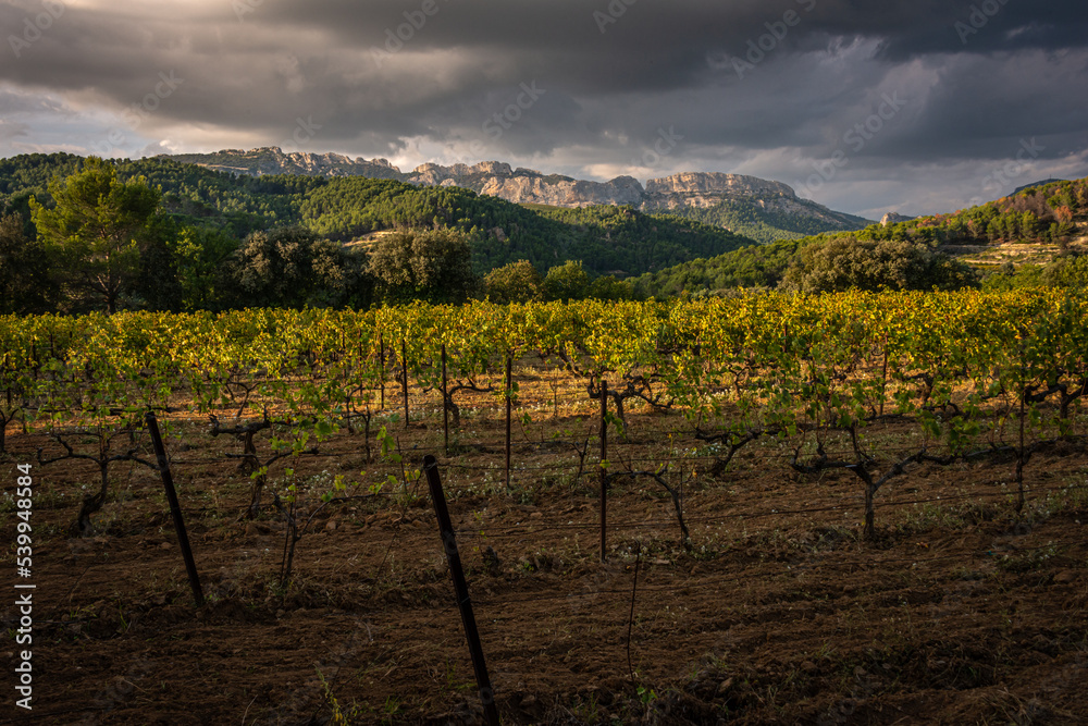 beautiful landscape of the dentelle de montmirail , small mountains in provence France with vineyards in fore ground, taken at Beaume de Venise , vaucluse , France