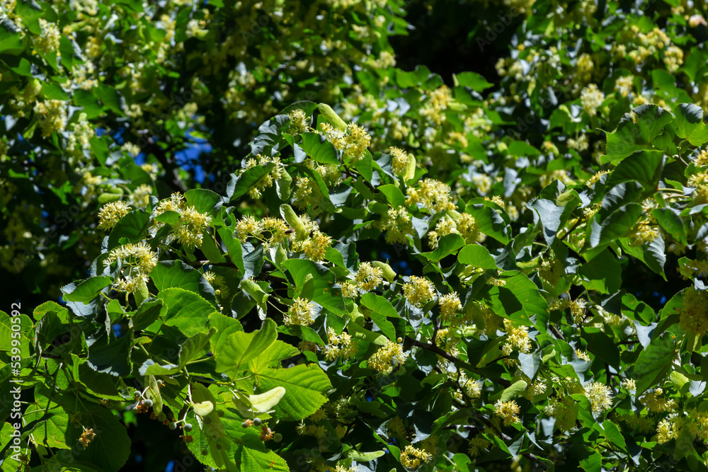Linden yellow blossom of Tilia cordata tree small-leaved lime, little leaf linden flowers or small-leaved linden bloom, banner close up. Botany blooming trees with white flowers Linden yellow blossom of Tilia cordata tree small-leaved lime, little leaf linden flowers or small-leaved linden bloom, banner close up. Botany blooming trees with white flowers