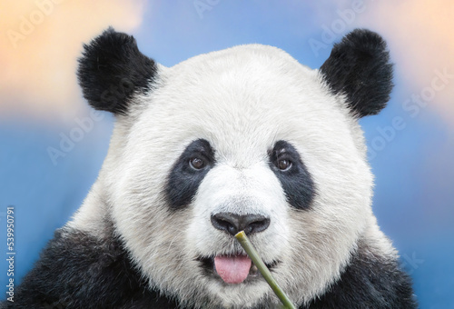 Portrait of a curious and friendly Giant Panda Bear during a close encounter in the Chengdu Panda Basedur  Sichuan Province  China