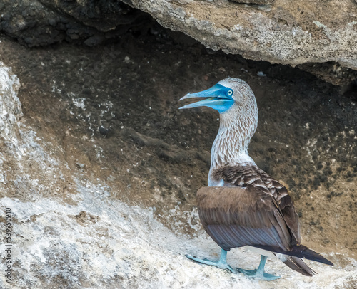 Blue footed boobies on Floreana Island, Galapagos Islands, Ecuador