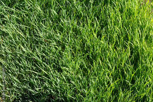 texture green grass on the lawn. Beautiful green background in high quality
