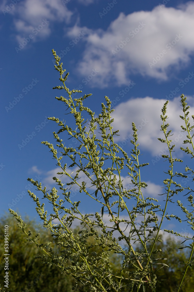 Artemisia absinthium is a perennial plant of the aster family. Medicinal, food, phytoncide, essential oil, dye, tannin-bearing and insecticidal culture. One of the most bitter plants in the world Artemisia absinthium is a perennial plant of the aster family. Medicinal, food, phytoncide, essential oil, dye, tannin-bearing and insecticidal culture. One of the most bitter plants in the world