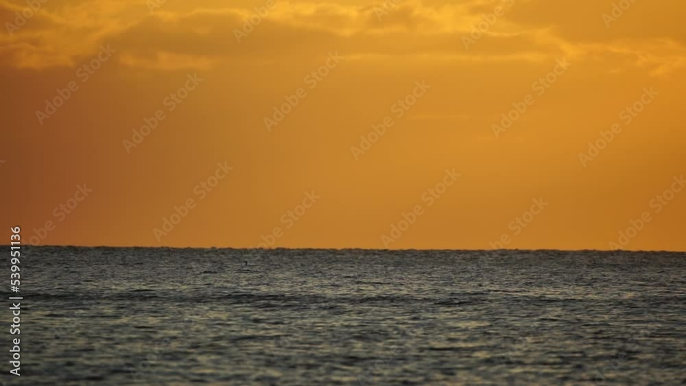 A flock of seagulls fly fishing and dolphins swim in the sea. Warm sunset sky over the ocean. Silhouettes of seagulls flying in slow motion with the sea in the background at sunset. Evening. Nobody.