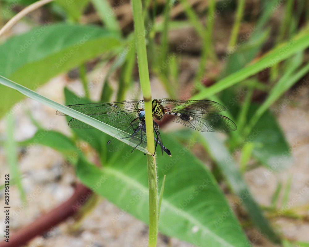 Breeding of dragonflies (Dragonfies mating) Breeding of dragonflies (Dragonfies mating)