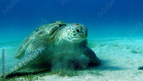 Big Green turtle on the reefs of the Red Sea.