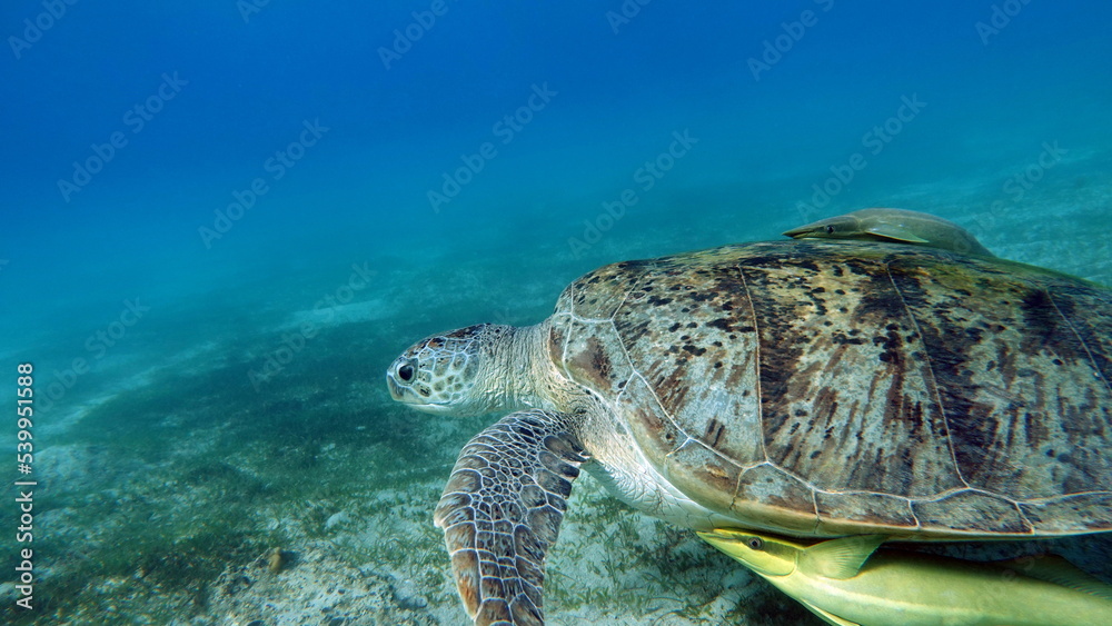 Obraz premium Big Green turtle on the reefs of the Red Sea.