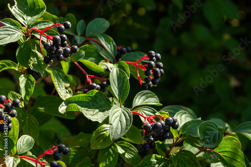 Cornus sanguinea is a perennial plant of the sod family. A tall shrub with small flowers and black inedible berries. Turf-well is grown as an ornamental plant photo