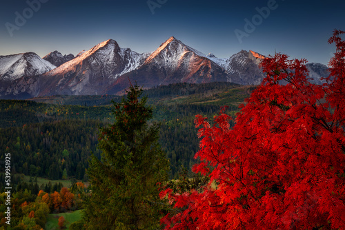 Beautiful autumn with a red tree under the Tatra Mountains at sunrise. Slovakia photo