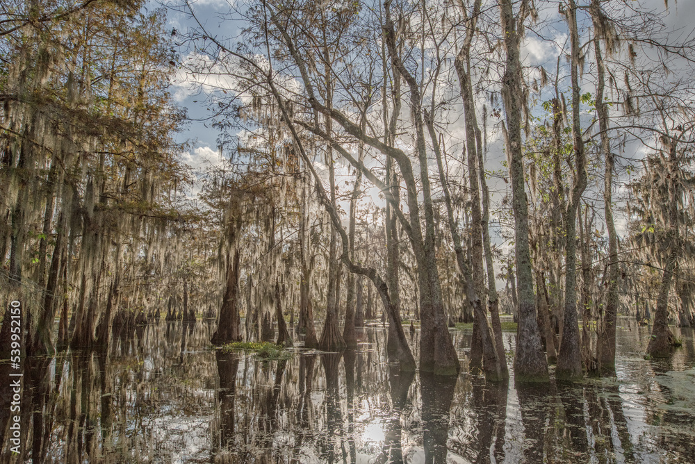 Obraz premium Cypress Swamp