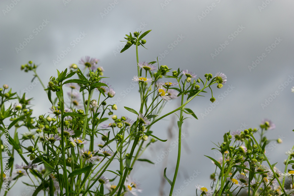 Flowers of wild chamomile or white-melkolepestnik in field against cloudy sky, selective focus. Summer floral scene with Erigeron annuus flowers Flowers of wild chamomile or white-melkolepestnik in field against cloudy sky, selective focus. Summer floral scene with Erigeron annuus flowers