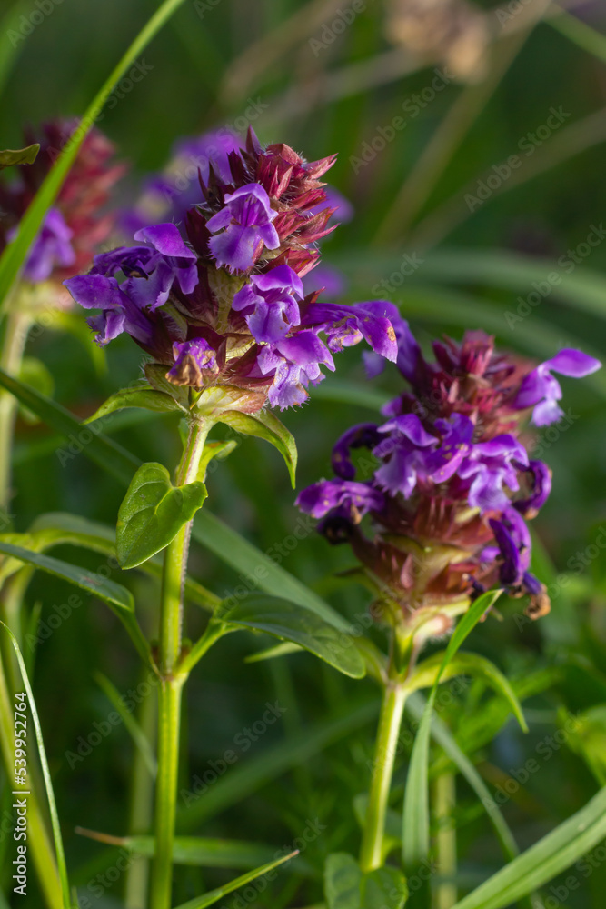 Beautiful prunella vulgaris are growing on a green meadow. Live nature Beautiful prunella vulgaris are growing on a green meadow. Live nature