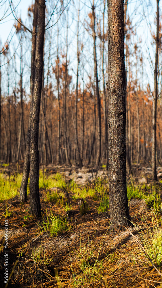 Forêt ravagée après les incendies de l'été 2022, dans le secteur de Landiras Forêt ravagée après les incendies de l'été 2022, dans le secteur de Landiras