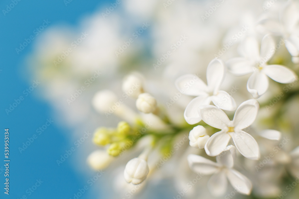 white lilac flower branch on a blue background with copy space for your text white lilac flower branch on a blue background with copy space for your text