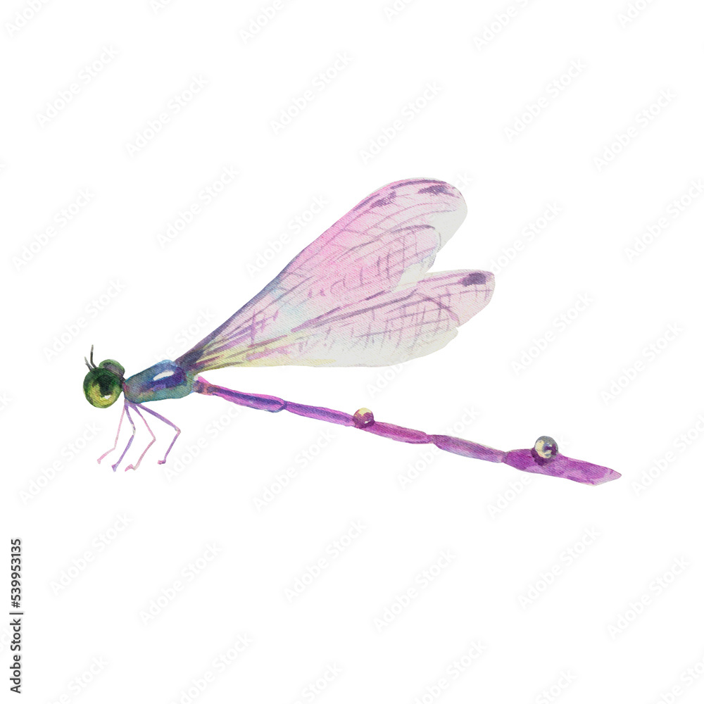 Hand drawn watercolor illustration of purple dragonfly isolated on white background. Hand drawn watercolor illustration of purple dragonfly isolated on white background.