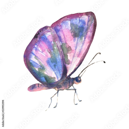 Watercolor multicolored butterfly , isolated on white background