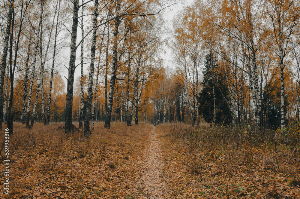 Autumn scene with footpath in birch forest