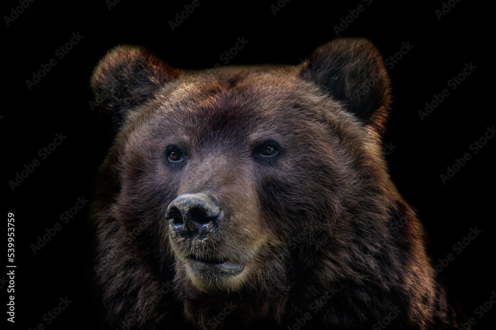 Front view of brown bear isolated on black background. Portrait of Kamchatka bear (Ursus arctos beringianus)