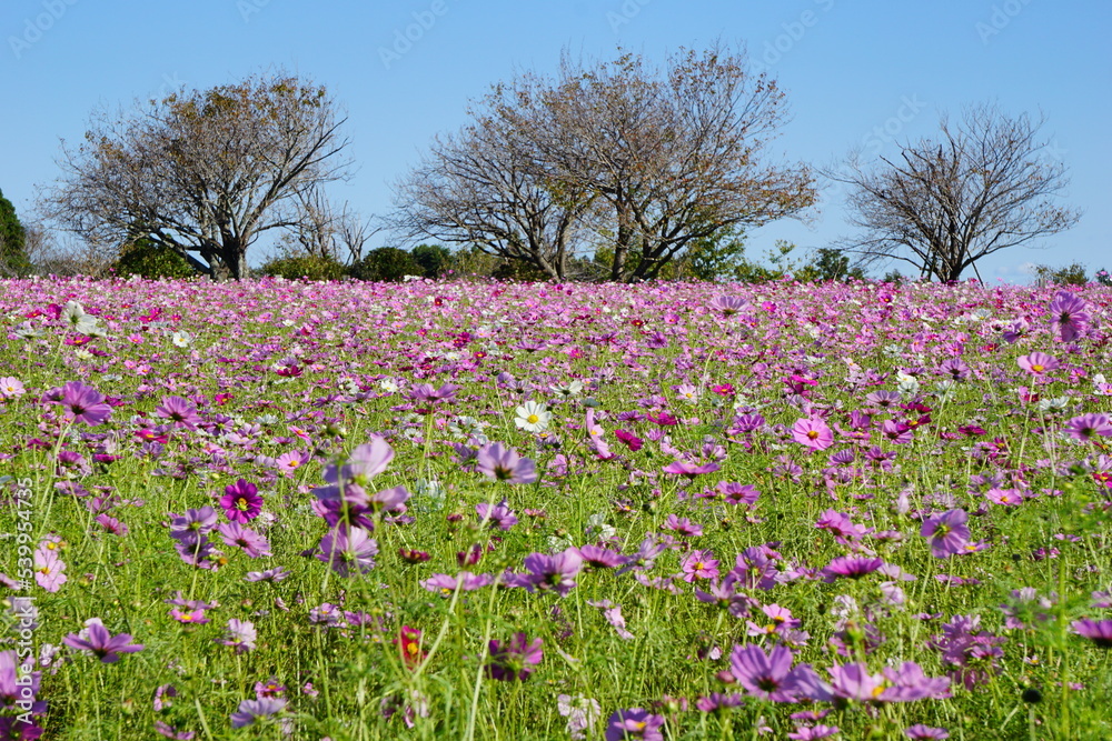 コスモスが咲く草原　秋元牧場