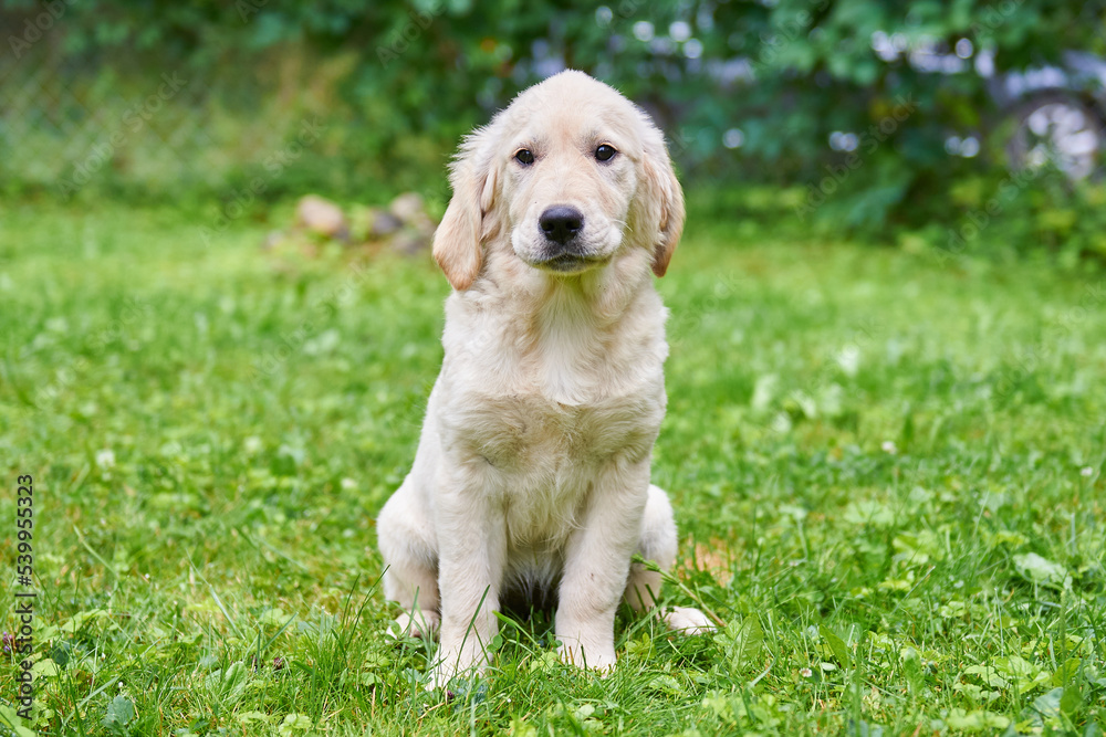 Puppy golden retriever portrait close-up