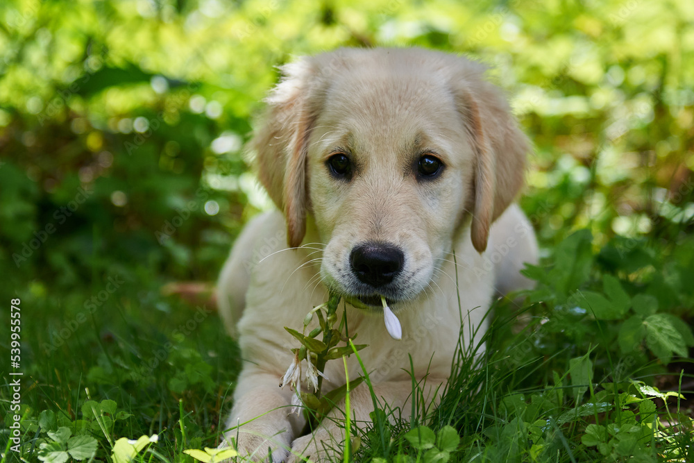 Golden retriever puppy playing on the green lawn
