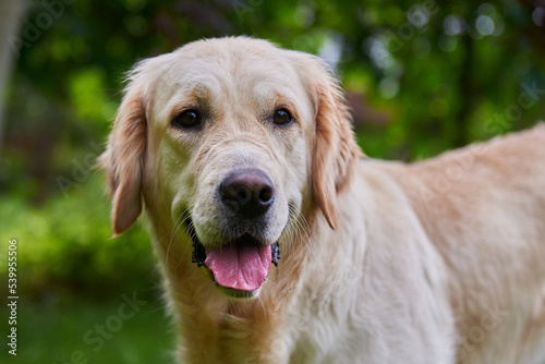 close-up, golden retriever dog