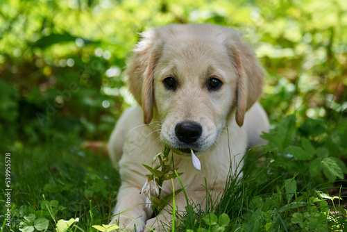 Obraz na płótnie Golden retriever puppy playing on the green lawn w salonie