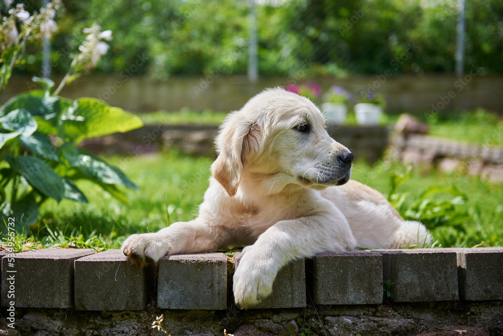 Golden Retriever puppy lies on a green lawn