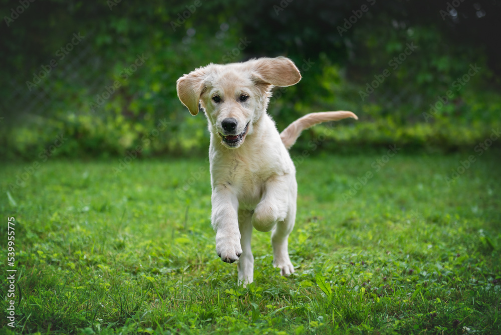 close-up, golden retriever dog